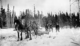 (Relief Projects - No. 51). Loading firewood down at the swamp of Camp No. 13 Feb. 1934