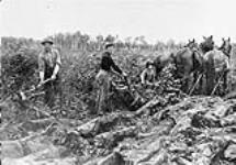 Breaking up the soil and bushes with horse drawn plough and axe n.d.
