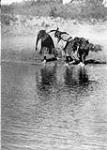 [Southern] Cheyenne performing a water rite purification during the Animal Dance, [Oklahoma] 1930