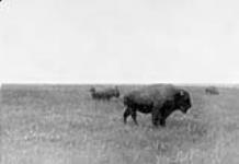 Buffalo bulls on the Prairie, Manitoba