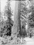 Douglas fir, Westholme, Vancouver Island, B.C