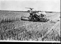 Cutting Reward wheat, Beaverlodge, Alta., [1927] [1927]