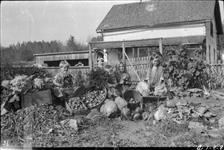 Vegetables grown by Lawrence children on Lawrence farm n.d.