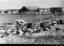 Poultry farm ca. 1920-1930