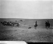 Cowboys in real life. Photo taken near Bassaon, Alta. C.1927 C.1927