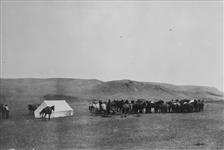 Saddle horses in Rope Corral. Bunch of horses, round-up 1910 near Sullivan Lake, Alta 1910