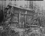 Raymond Thompson's cabin in Upper Lynx creek country, Athabasca tributary
