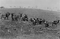 Herd of elk, Wainwright Park, Alberta