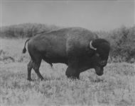 Buffalo Bull, Buffalo National Park, Alta