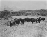 Buffalo in Banff National Park, Alberta [1928].