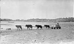 One use of Indian Dog Team in summer, Fort Chipewyan, Alta