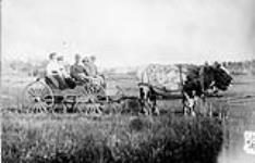 Team of oxen, Alberta, [c. 1930.]
