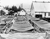 Drying and mending nets, Skeena River, B.C [1930]