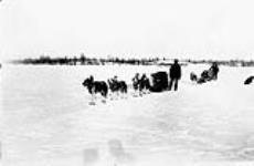 Dog teams bringing in cord wood to the R.C. Indian Residential School, [Fort] Resolution N.W.T n.d.