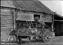 Ox cart ca. 1900-1910