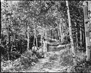 Amid the birches, Algonquin Park, Ont [1920's]