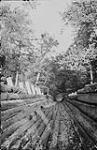 Old Timber Slide, St. Anthony Lumber Co., Algonquin Park, Ont