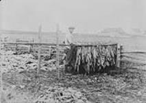 Drying tobacco at Rougemont, P.Q 1928