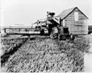 Transferring grain directly from McCormick-Deering 10 foot harvester-thresher to granary on the farm of Fred Rogerson, Kelfield, Sask 1928