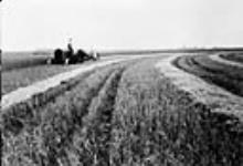 Windrow Harvester operating in wheat field at Glamis, Sask 1930