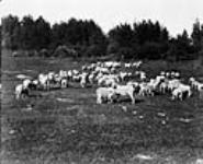 Sheep ranch, Preeceville, Sask 1927