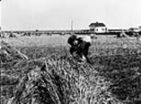 Harvest scene in Saskatchewan 1927