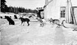 Dog teams at Stanley, Sask
