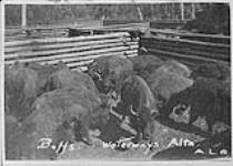 Buffaloes, Waterways, Alta n.d.