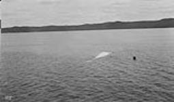 [Whale] attached to buoy, [Atlantic coast] 1910