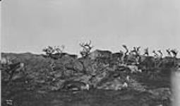 [Sir Wilfred] Grenfell's herd of reindeer, [St. Anthony, Nfld.] 1910