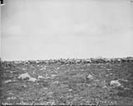 Caribou on the shore of Carey Lake, N.W.T 1893