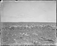 Caribou on shore of Carey Lake [N.W.T.] 1893