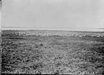 Caribou on the shore of Carey Lake, [N.W.T.] 1893