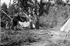 Dressing Moose hide, Candle River, Sask 1910