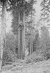 Douglas fir on road west of Harland Creek bridge on Esquimalt and Nanaimo Railway, B.C. 1911