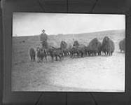 Karakeel sheep on ranch of Dr. Omar Patrick, Calgary, Alta