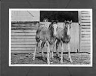 Pure-bred Clyde colts, High River, Alta 1928