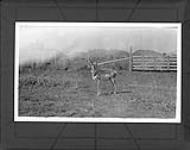 Antelope in Buffalo Park, [Alta.]