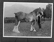 'Melita Pride' 45641 Reserve Grand Champion, Clydesdale mare, New Westminster, B.C 1922
