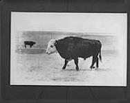 Port Royal cattalo bull, Wainwright, [Alta.]