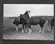 Purebred Clyde fillies, Experimental Station, Fredericton, N.B 1928