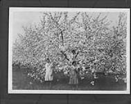 Orchards at Gagetown, N.B., [1920's] 1920