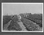 [Picking] strawberries at Sackville, [N.B.] c.1924 C.1924