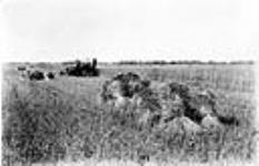 Cutting Marquis Wheat à Beatty, en Saskatchewan vers 1928