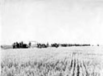 Cutting oats on Canameira Farm, Wilkie, Sask