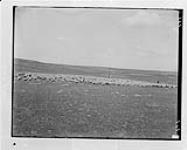 J.D. Wilson's sheep on range, Hatton, Sask