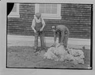 Shearing Sheep, Manitoba Agricultural College, Winnipeg, Man
