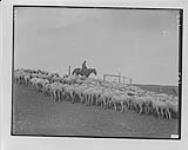 Sheep and herder, [Moose Jaw, Sask.]