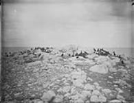 Cormorants on Island, Lake Manitoba, Man 1888