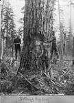 Felling big tree near New Westminster, B.C n.d.